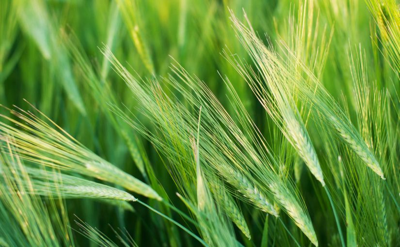 shutterstock_440192119